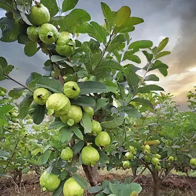 The game with our new additions!